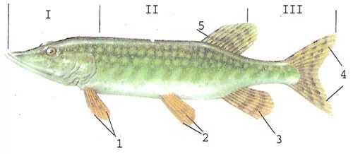 Особенности строения щуки. Внешнее строение щуки. Внешнее строение рыбы щука. Щука обыкновенная строение. Внешнее строение щуки биология 7 класс.