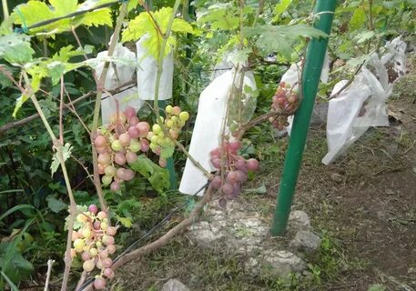 Виноград ленинградской