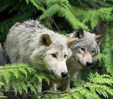 Wolves wildlife