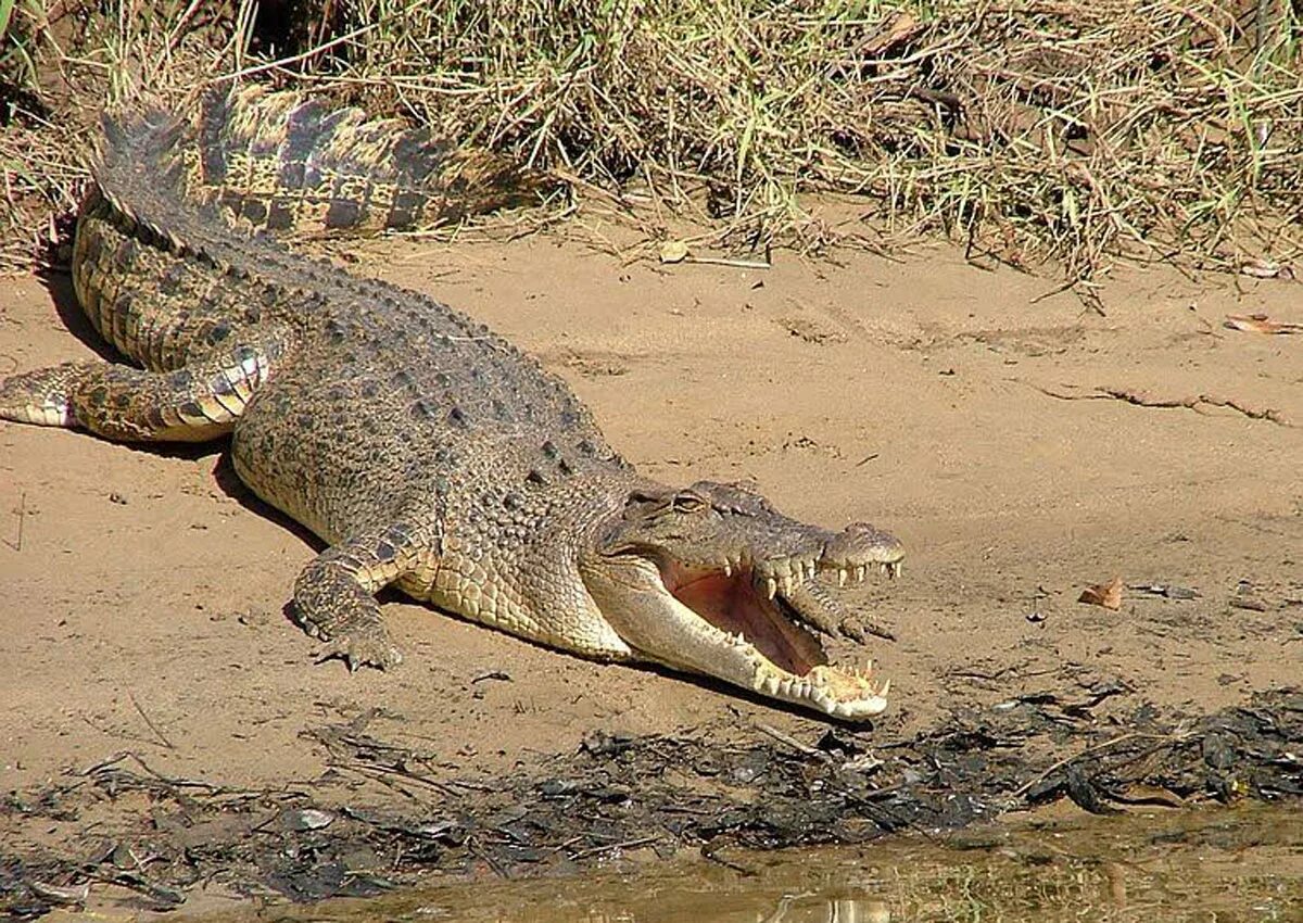 3 5 животных на суше. Гребнистый крокодил. Гребнистый крокодил в Австралии. Гребнистый крокодил в реке. Гребнистый крокодил Вьетнам.