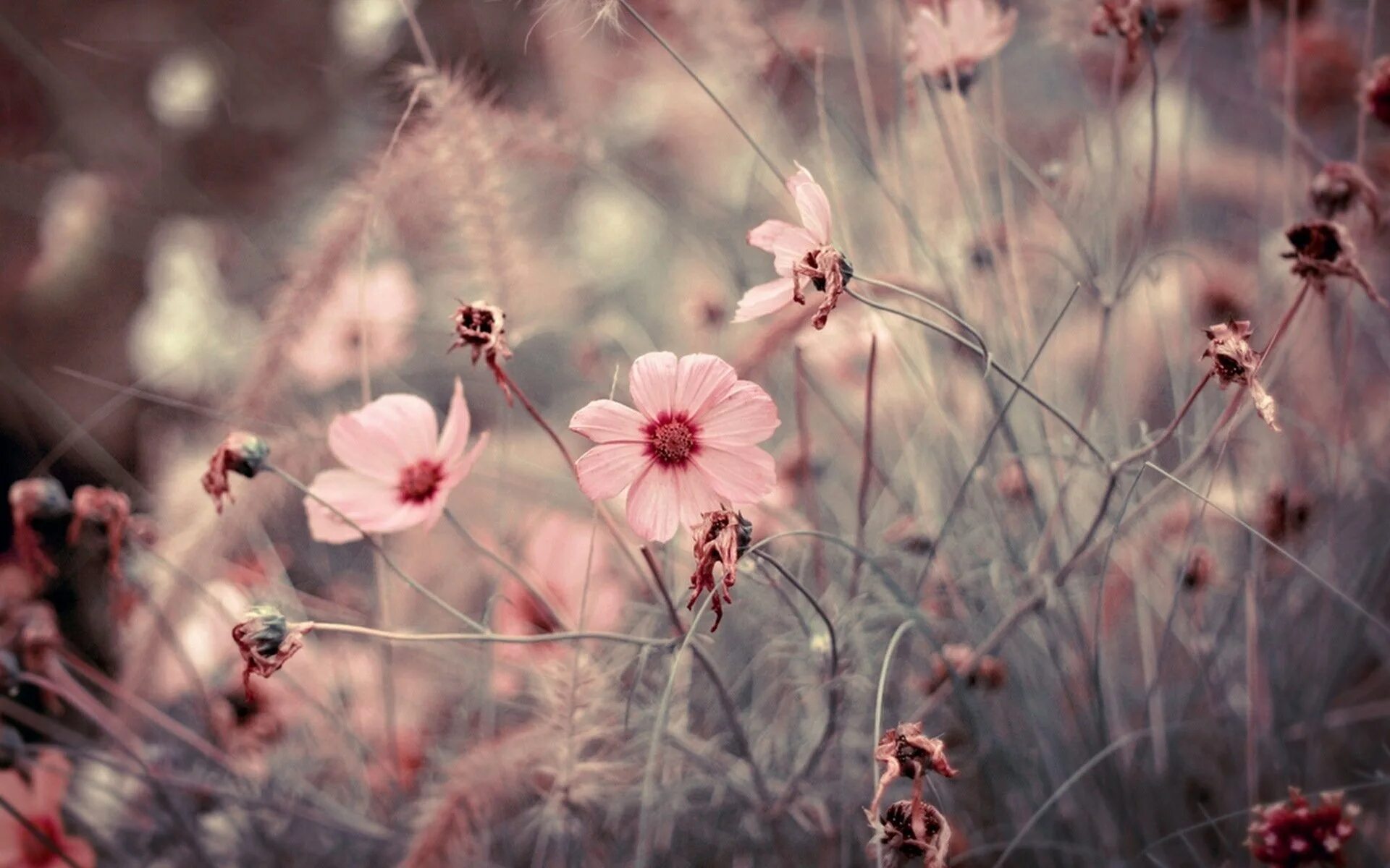 Нежный цветок. Розовые цветы. Цветы в пастельных тонах. Бежевые цветы. Заставки на телефон из галереи