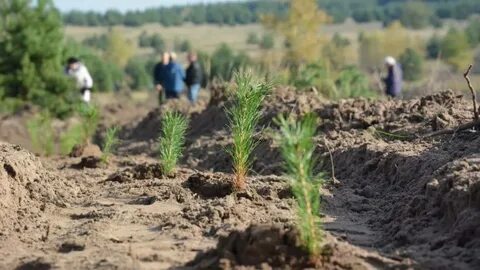 Воронежская область зеленый регион