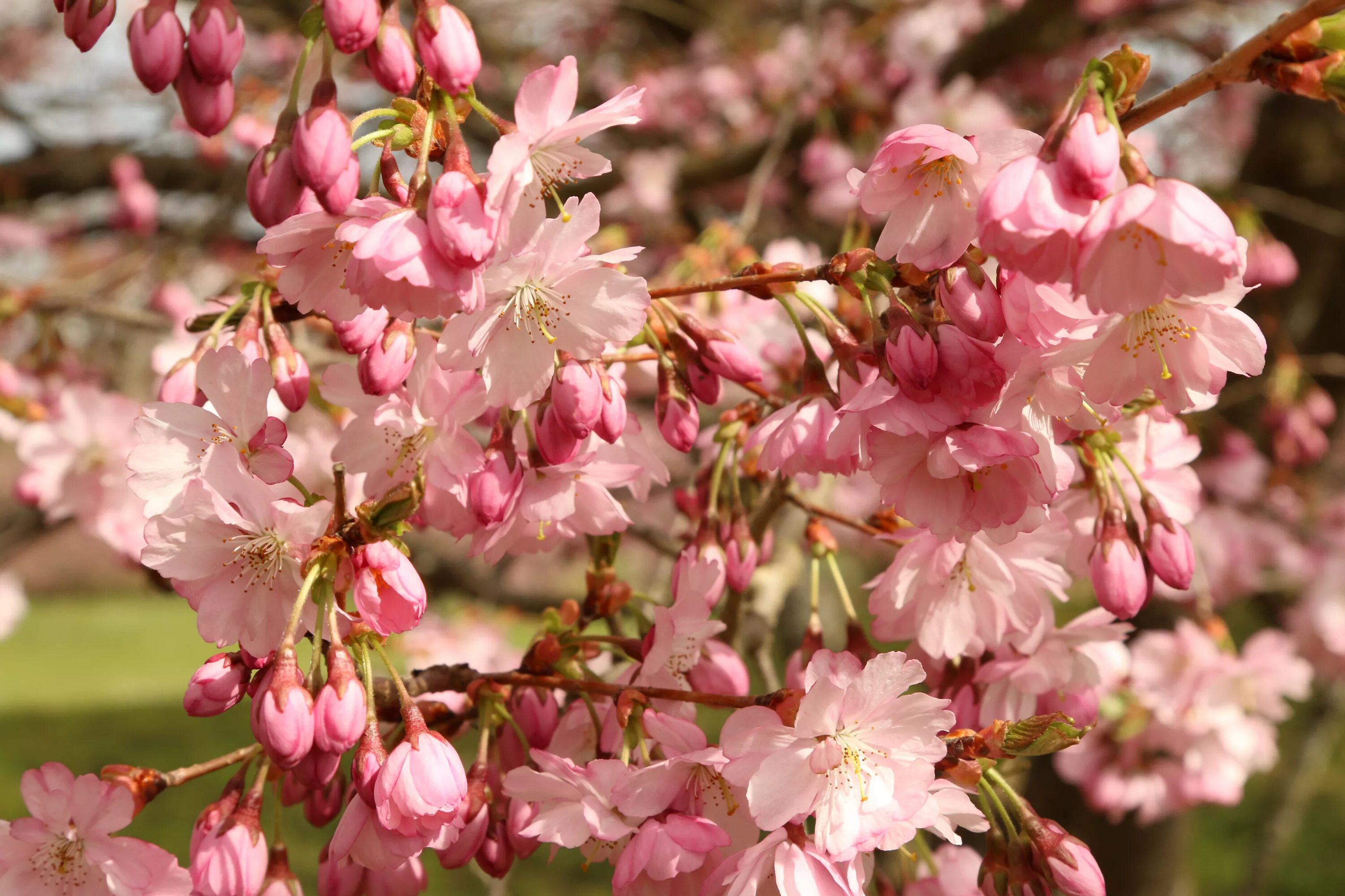 Кустарник цветущий розовыми цветами ранней весной. Вишня Цветущая розовыми цветами. Семейство розовые вишня. Сакура ягоды. Сакура летом после цветения.