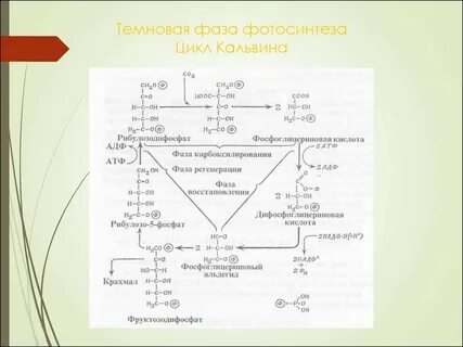 Цикл фотосинтеза
