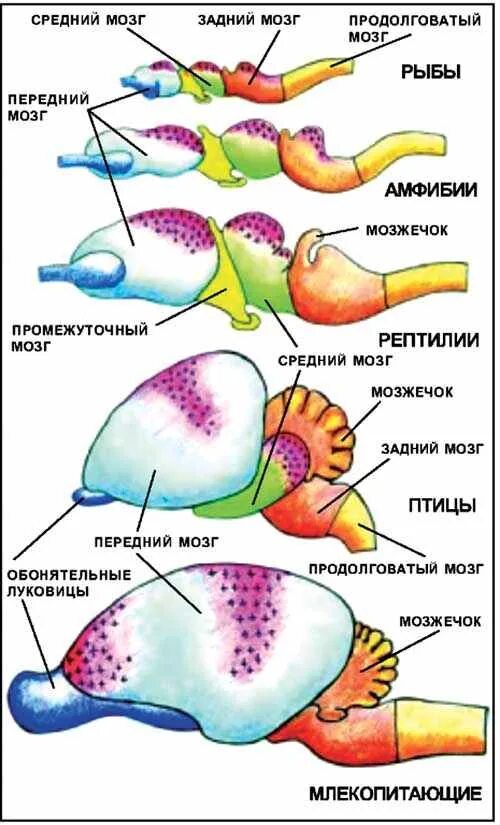 Головной мозг птиц отличается от земноводных