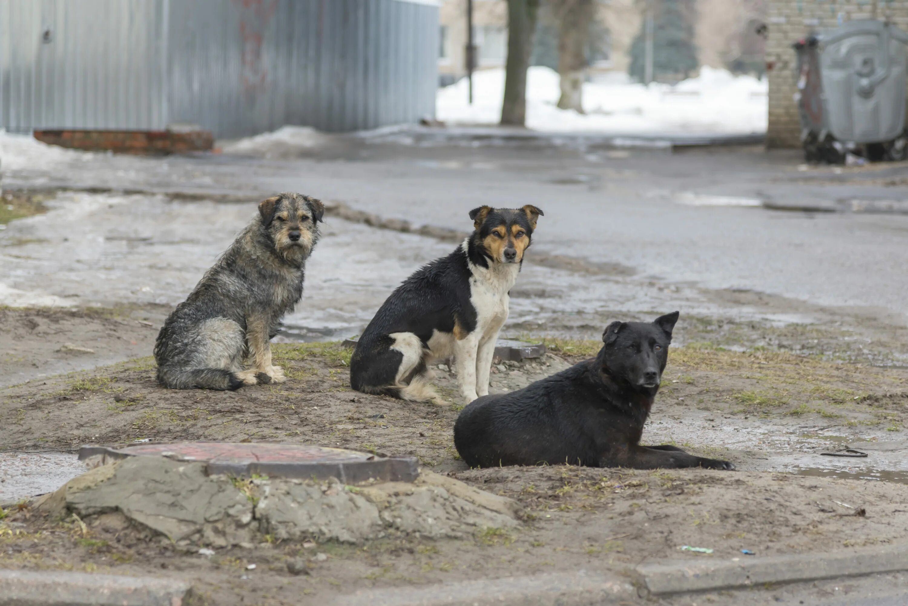 Бездомные животные старый оскол. Бродячие собаки Якутск. Бездомные собаки Балаково. Бездомные животные. Стая собак.