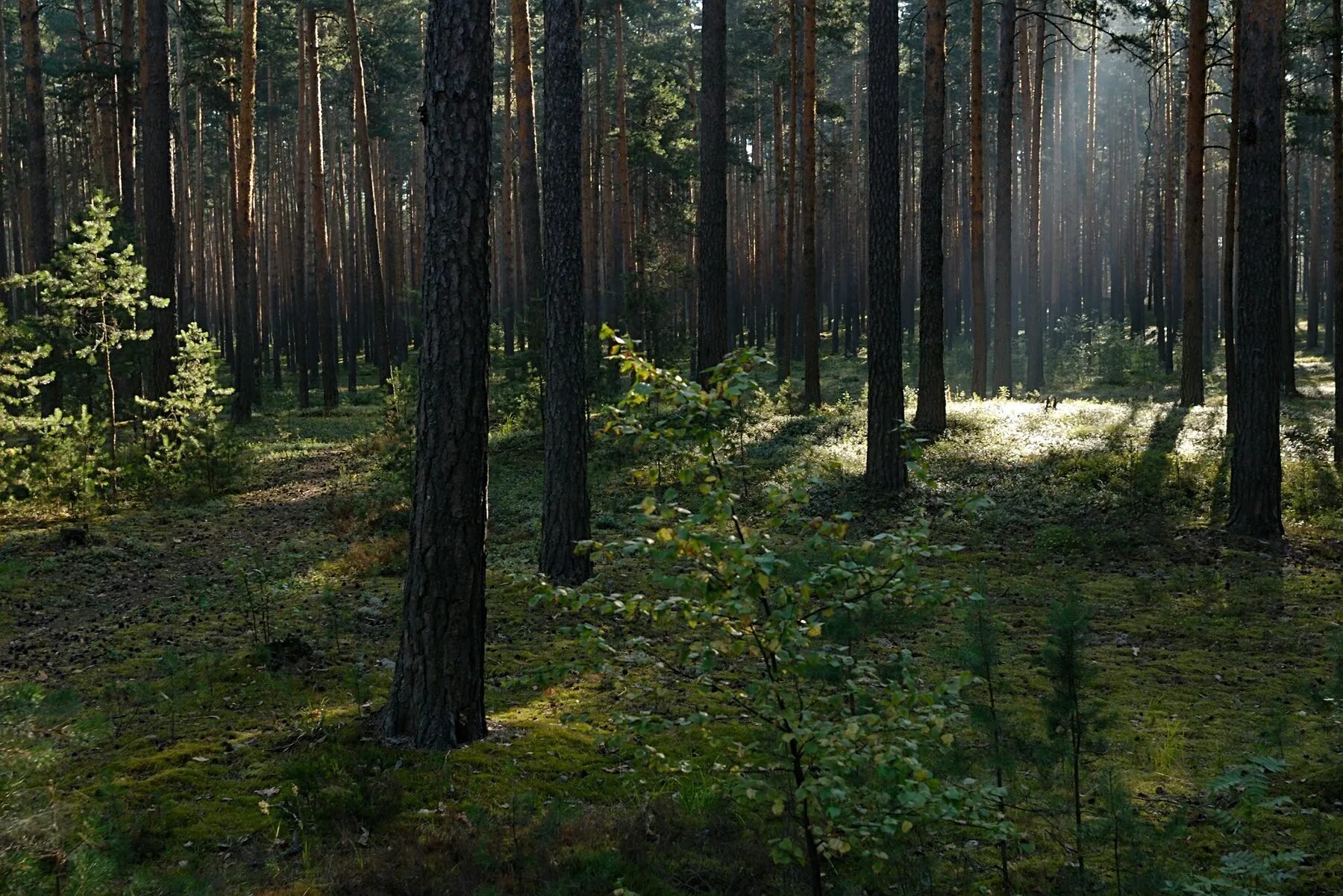 Включи лесные 3. Еловый лес Тверь. Тверская область Лесной район леса. Хвойные леса Тверской области. Торопец лес.