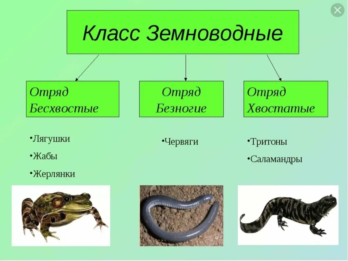 Все про земноводных