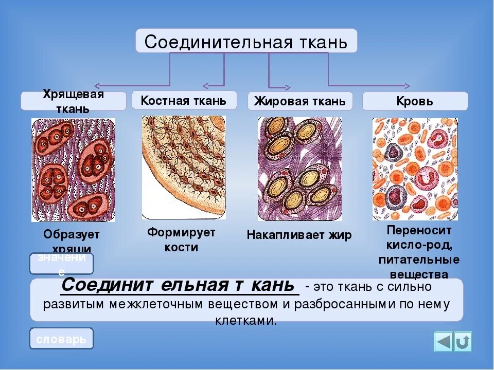 Строение соединительной ткани анатомия. Строение клеток соединительной ткани человека. Соединительная ткань биология 8 класс. Соединительная ткань жировая хрящевая костная. Хрящевая ткань животного