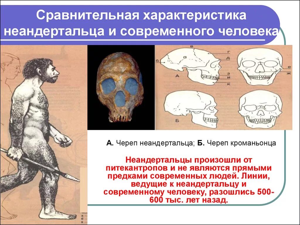 Особенности строения неандертальца. Череп неандертальца и кроманьонца. Череп неандертальца и современного человека. Череп кроманьонца и современного человека. Форма черепа неандертальца.
