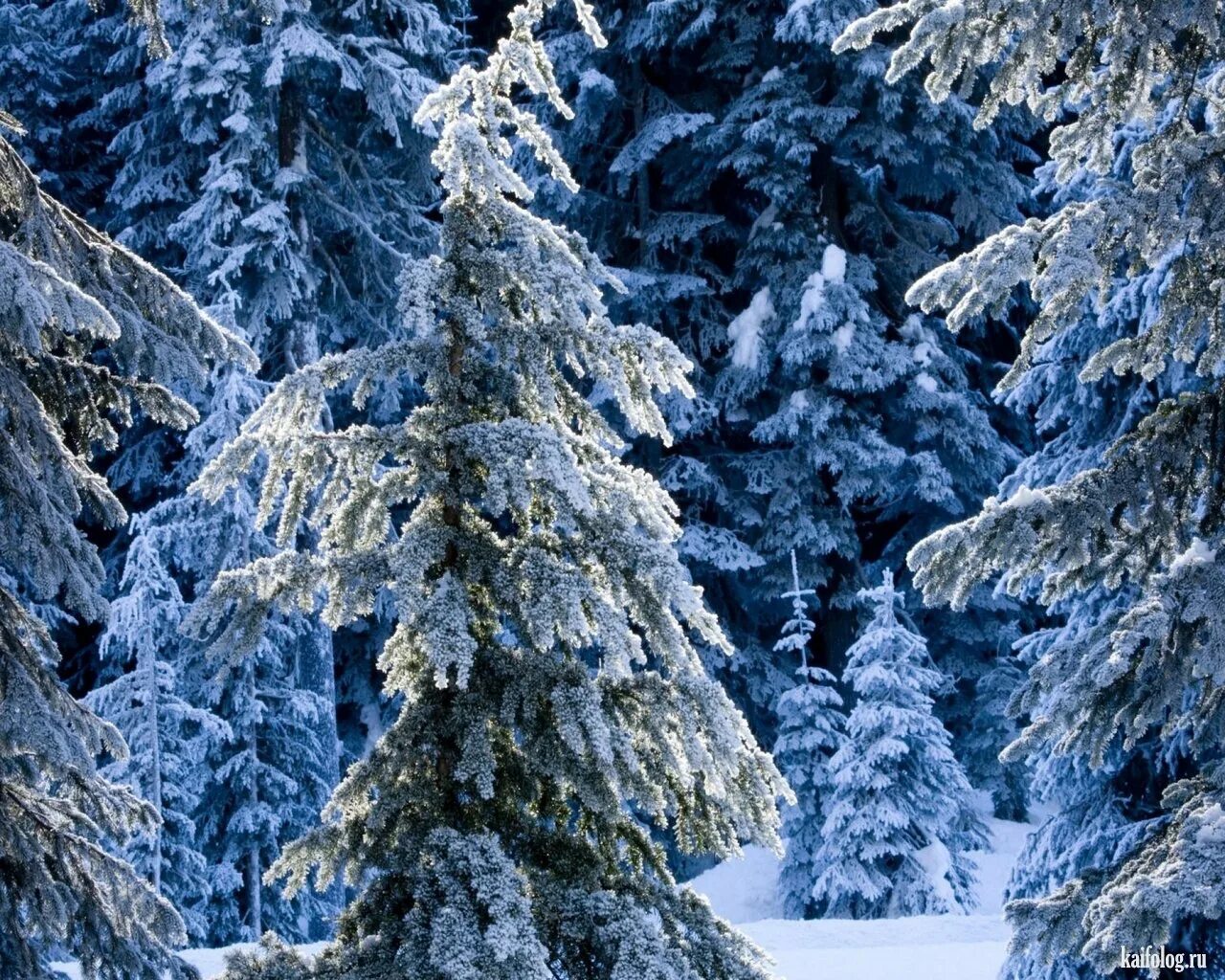 Зимний парк. Лес в снегу. Обои на рабочий стол вертикальные зима. Зимняя природа. Зимний пейзаж.