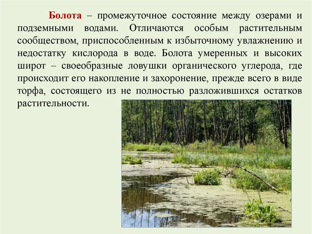 В исследованной воде из местного болота. Болота доклад. Растительное сообщество болота. Грунтовые воды и болото. Воды болота презентация.