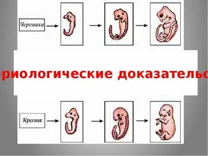 Изучение зародышей организмов