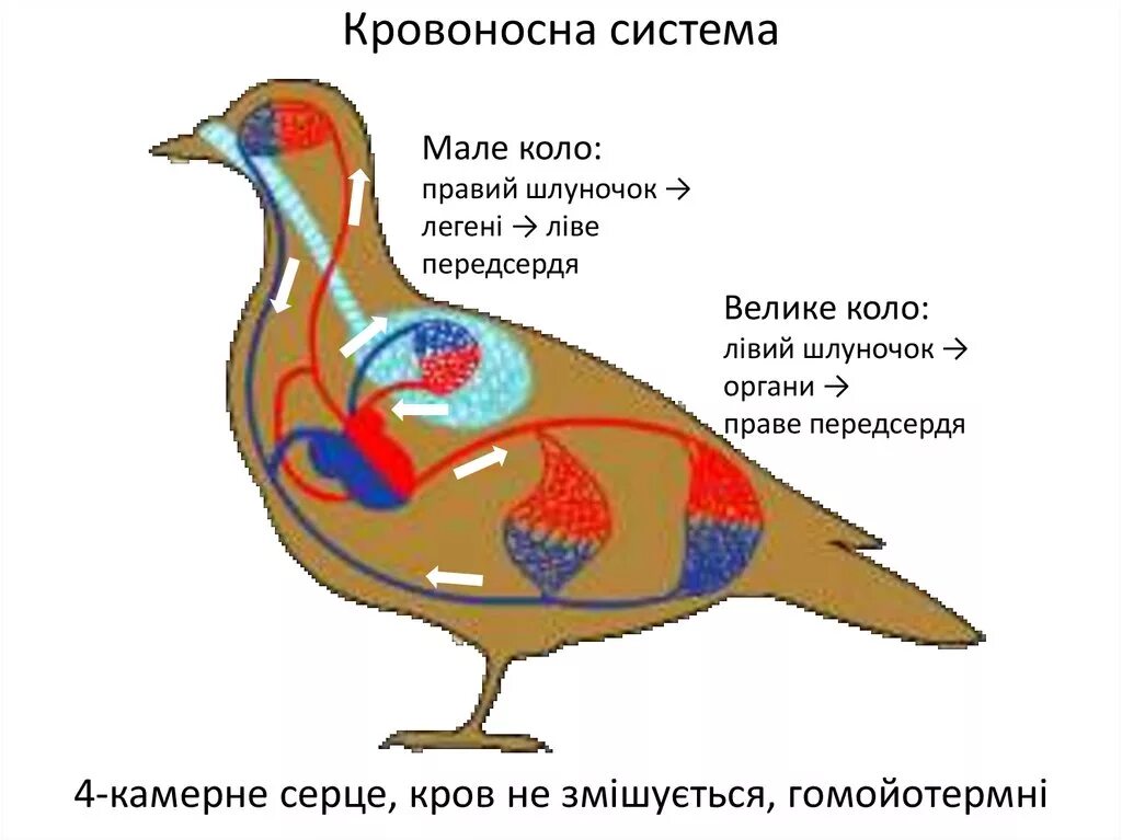 Какая система кровообращения у птиц. Кровообращение птиц. система кровообращения птиц. кровеносная система птиц. строение кровеносной системы птиц.