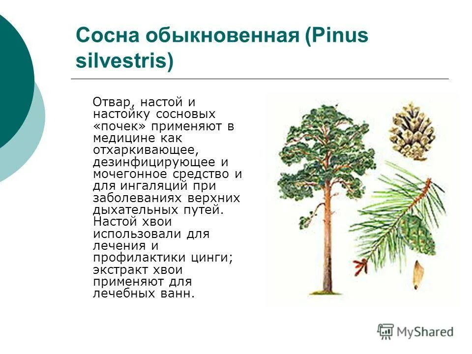 Систематика сосны обыкновенной