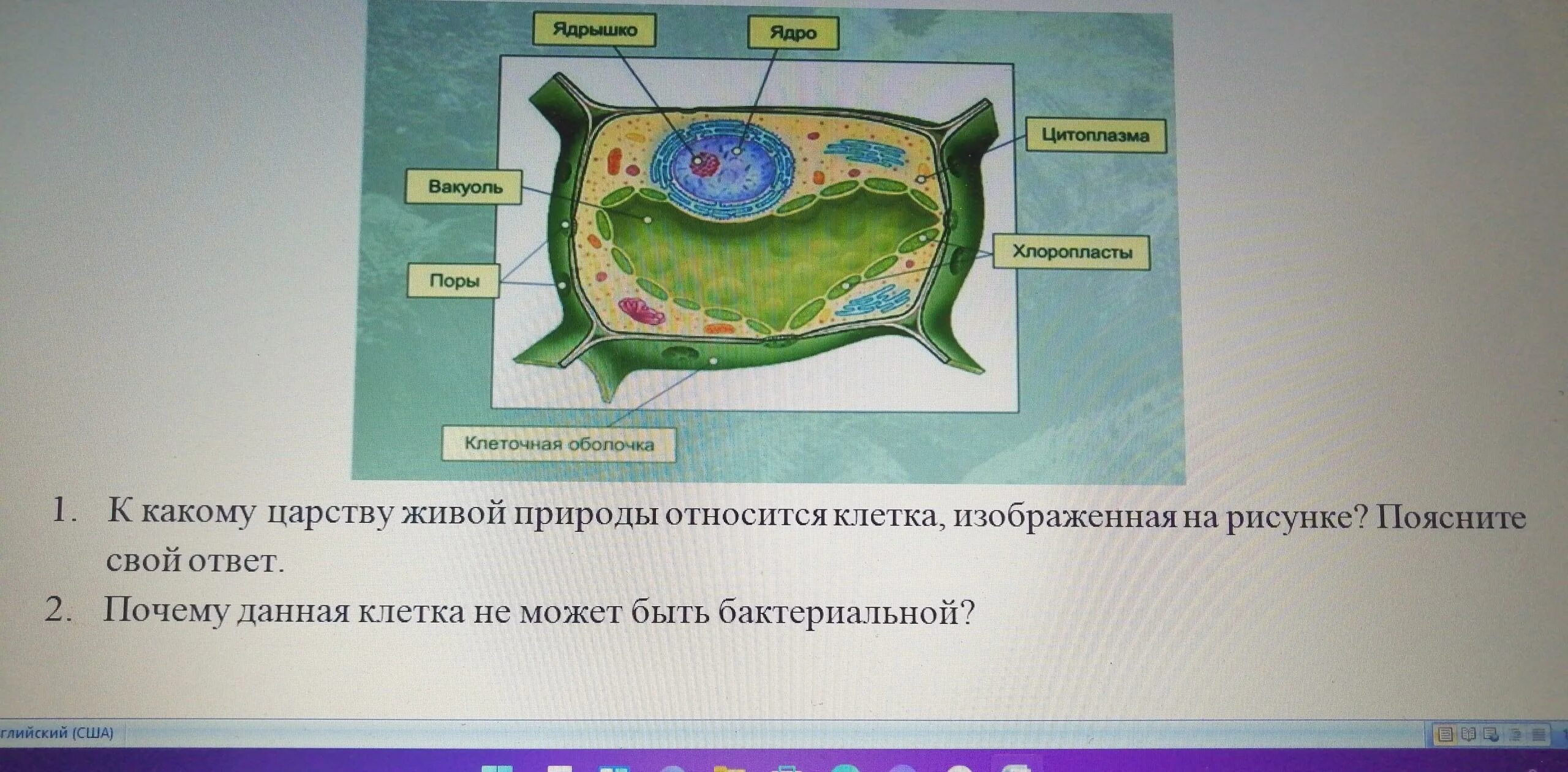 Какому царству принадлежит данная клетка. Живая клетка к какому царству относится. Какая клетка изображена на рисунке. Клетка живой природы. Клетка, изображённая на рисунке, принадлежит.