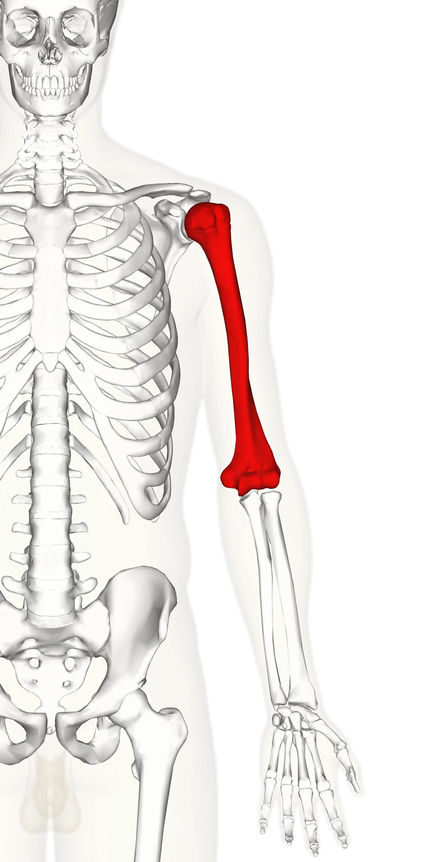 Curved humerus. Humerus. кости левого плеча. склети одам. ҳайвонларнинг склет тузилиши.