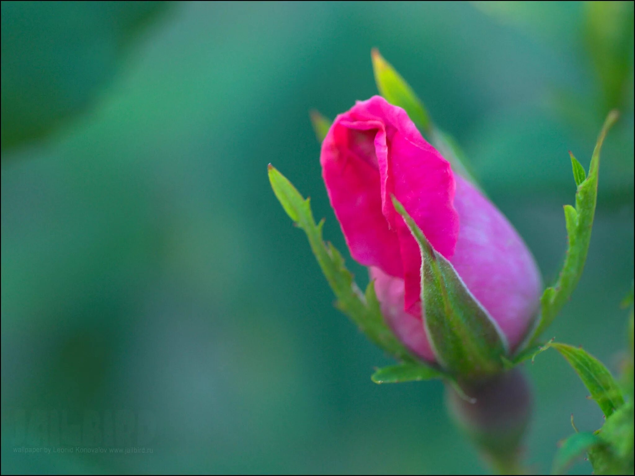 Роза полубутон. Бутон цветка. Распустившийся цветок для заставки. Бутон розы садовой "tricolor". Распускающийся цветок.