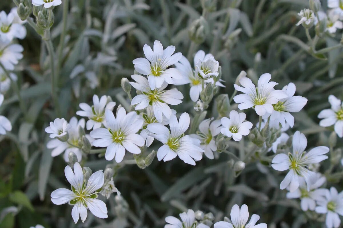 Растение ясколка фото. Ясколка Биберштейна. Ясколка Биберштейна Cerastium biebersteinii. Ясколка войлочная Биберштейна. Цветы Ясколка Биберштейна.