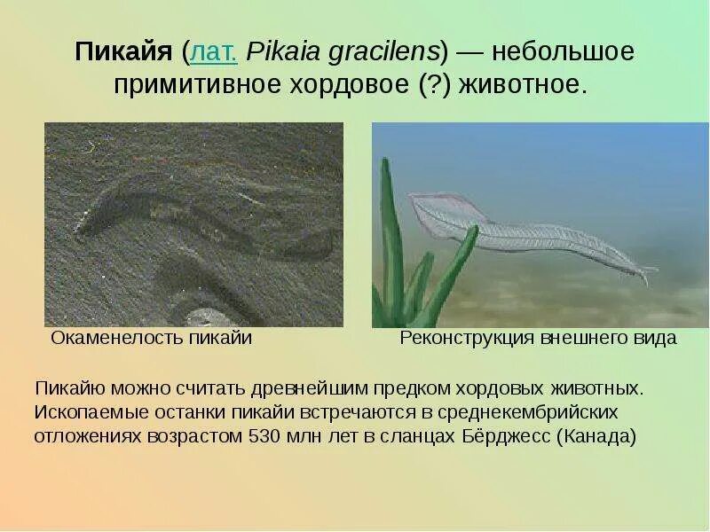 Палеозойская эра аномалокарис. Pikaia gracilens. Примитивное хордовое животное. Латцетик обыкновенный. Пикайя кембрий.