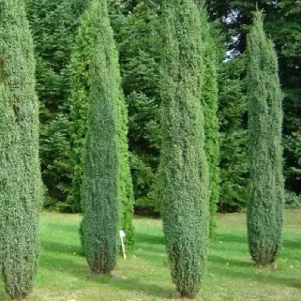 Узкие хвойные. Можжевельник Juniperus communis Arnold. Можжевельник обыкновенный (сорт 'Arnold').