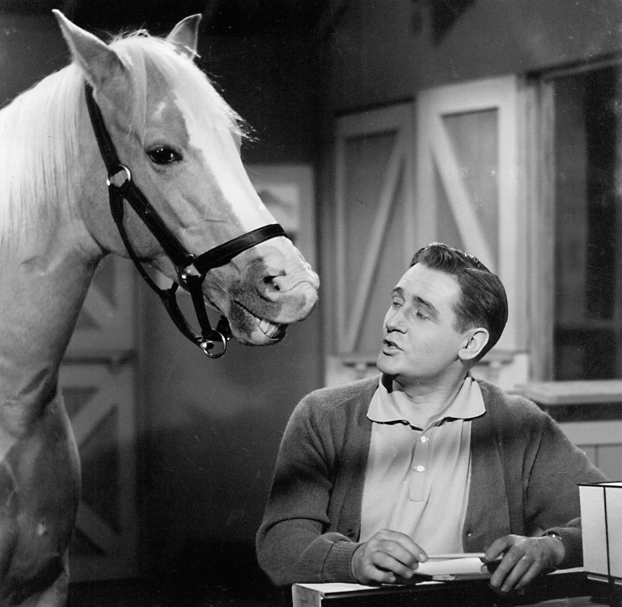 Мистер эд лошадь. Мистер конь. Mister horse. Мистер эд. Mister horse.