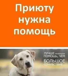 Нужно помогать бездомным животным