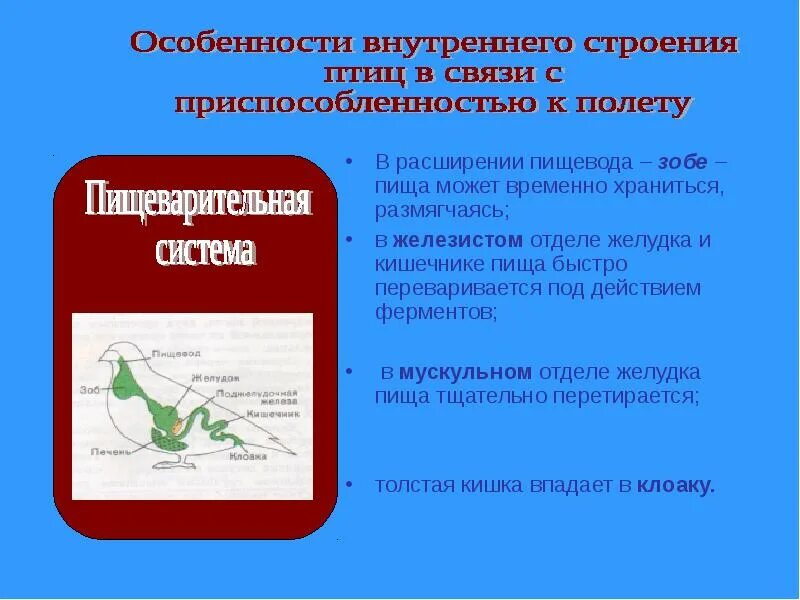 Особенности строения птиц. Особенности строения у Пти. Особенности внутреннего строения птиц. Внутреннее строение птиц характеристика. Внутреннее строение птиц в связи с полетом