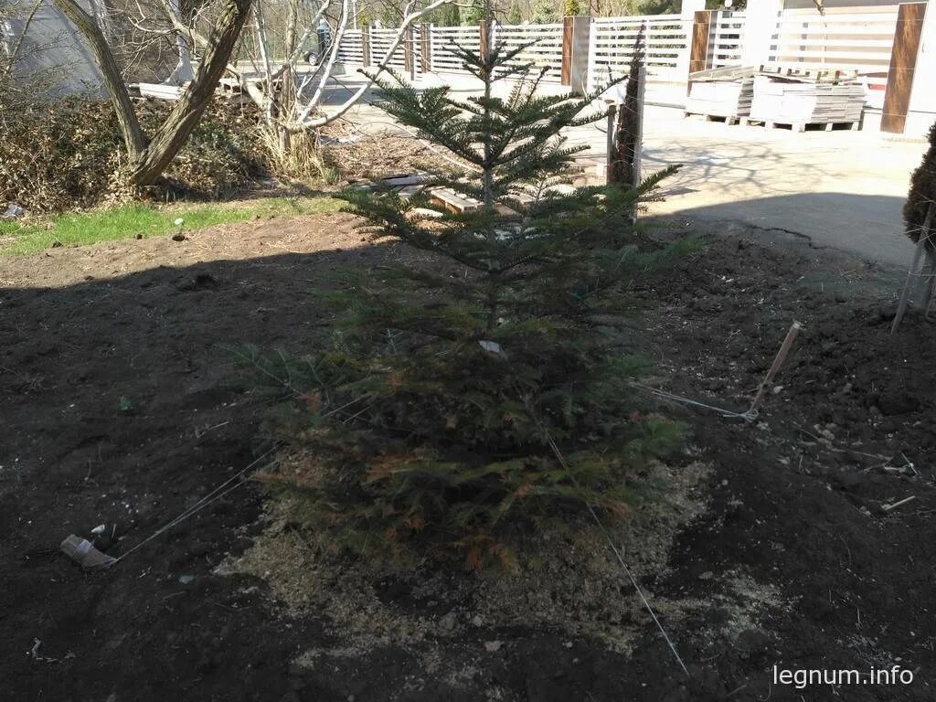 Можжевельник пожелтел после зимы и сохнет что. Можжевельник после зимы. ель пожелтела после зимы что делать. можжевельник желтеет. пожелтел можжевельник после зимы.