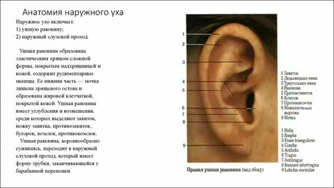 Описание ушей