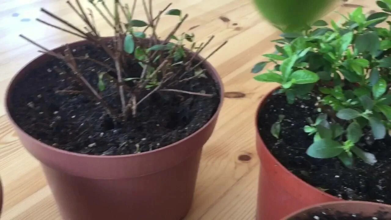 Пересадка азалии. Здоровые корни азалии. Корни азалии комнатной. Пересадить азалию. Пересадка азалии комнатной.