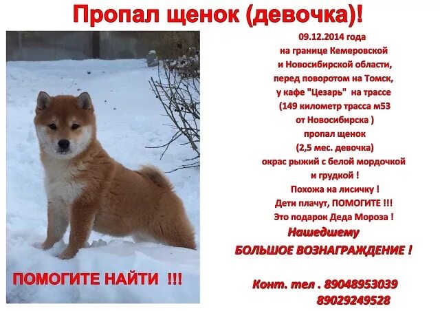 Сочинение о пропаже щенка. Придумать рассказ про пропажу щенка. Объявление о пропаже собаки. Пропал щенок рассказ. Пропал щенок рассказ.