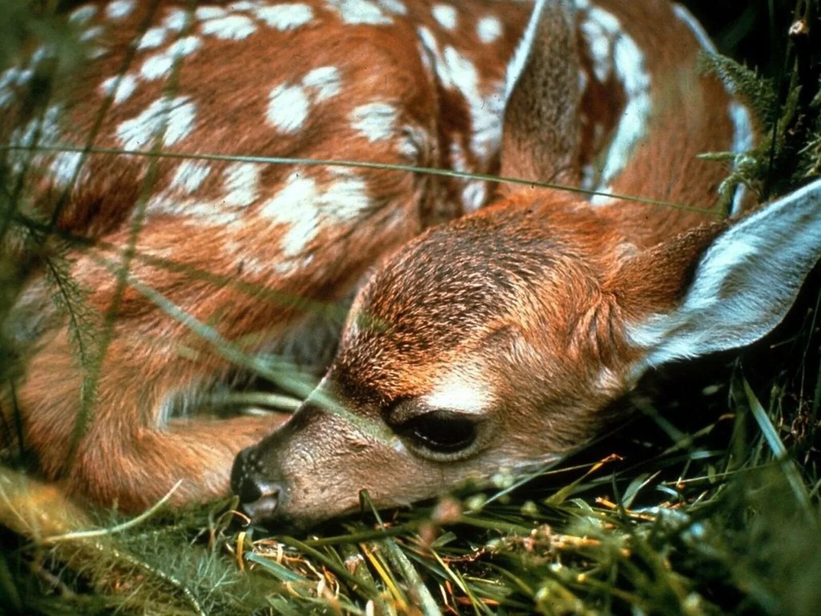 Животное в л б. Канадская пума. Ягуар в сельве. Пятнистый олень бэмби. Животное в л б.