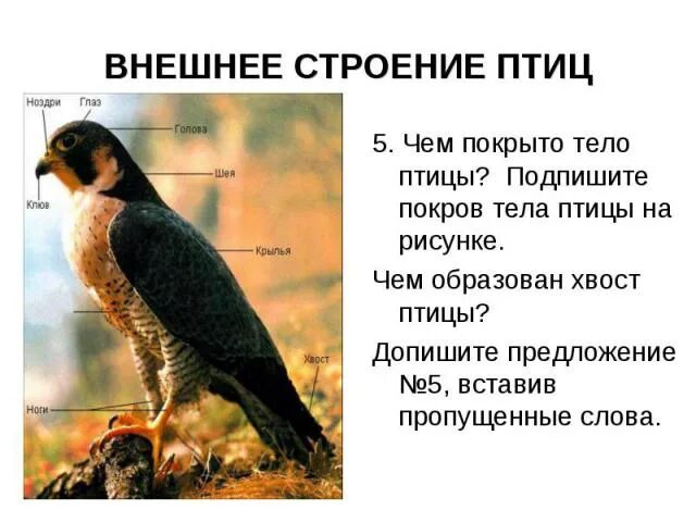 Внешнее строение птиц. Наружный Покров птиц. Покров тела птиц образован. Особенности строения Покрова птиц.