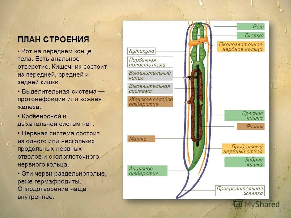 Строение и значение круглых червей. Строение выделительной системы круглых червей. строение кровеносной системы круглых червей. система пищеварения выделительная у круглых червей. круглые черви строение пищеварительной системы.