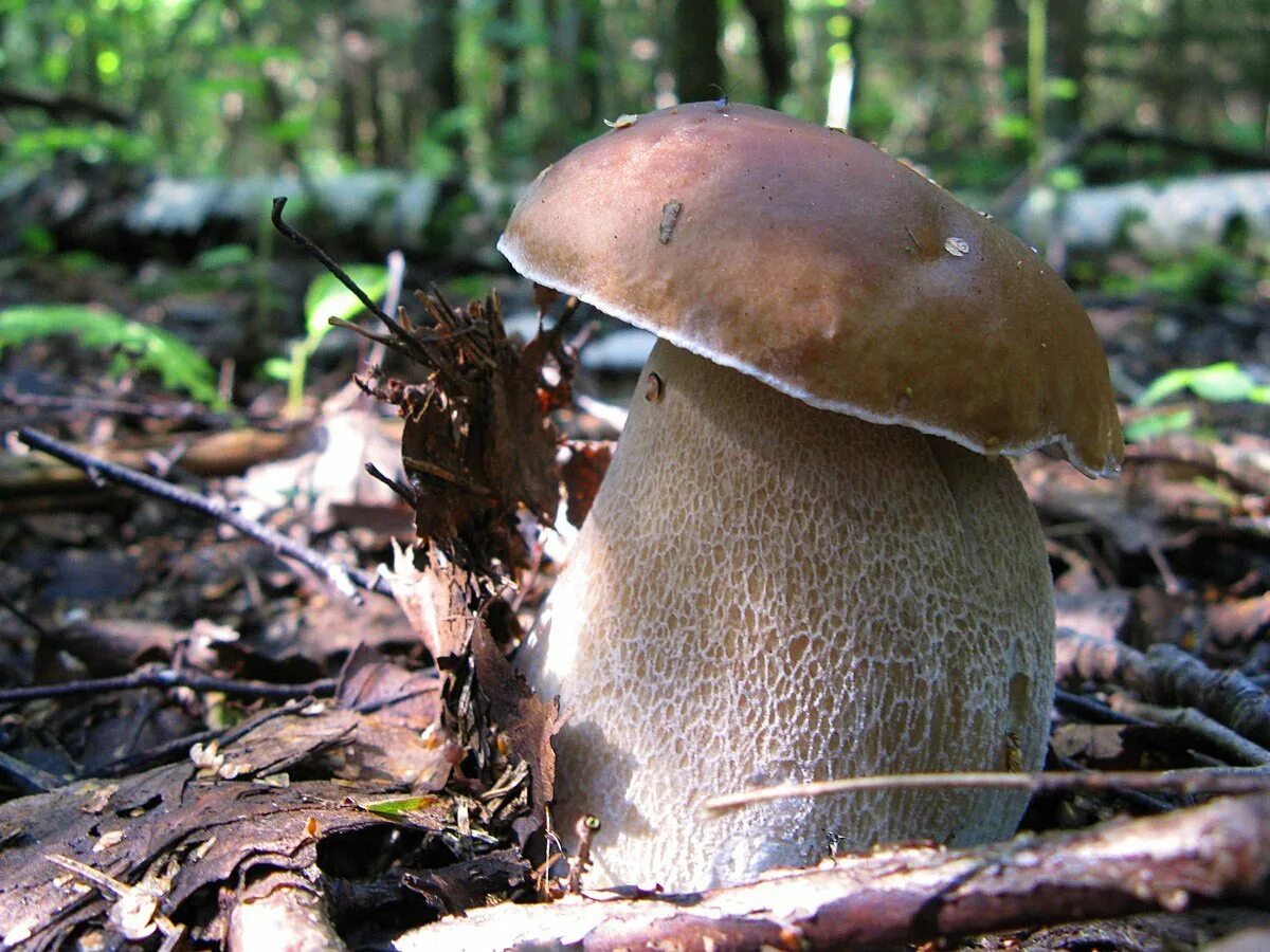 Белый гриб Боровик. Боровик Луговой. Болетус Эдулис. Боровика - Boletus edulis. В б боровиков