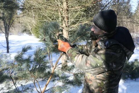 Гатчинское лесничество