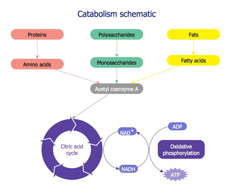 Catabolism scheme. Metabolism Biology. The structure of matter. Types of Proteins. Scheming users