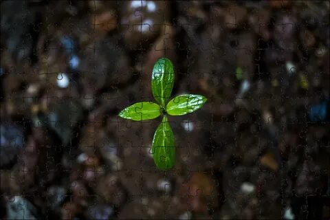 Small plant