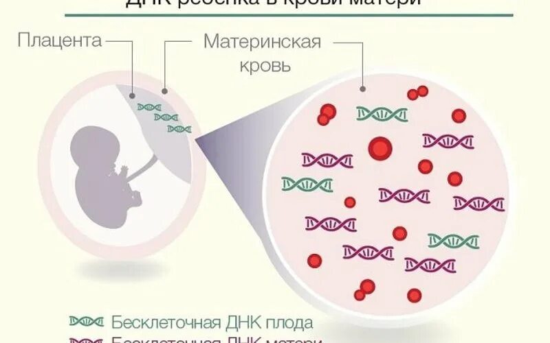 Анализ на резус плода. ДНК ребенка в крови матери. Определение пола плода по крови. Анализ на пол ребенка по крови. Исследование фетальной ДНК В крови матери.