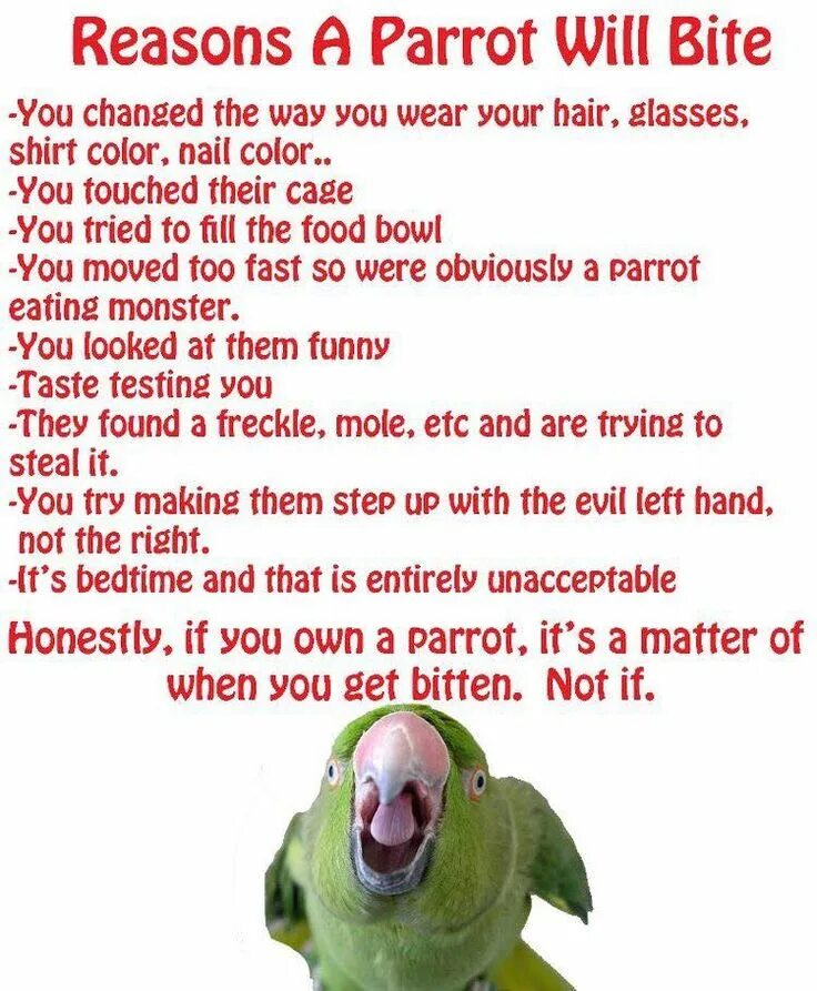 Green cheeked parrot. Попугай на английском. Parrot memes. This is my parrot. My parrot перевод.