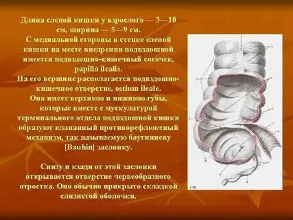 Возникают зачатки слепой кишки у кого