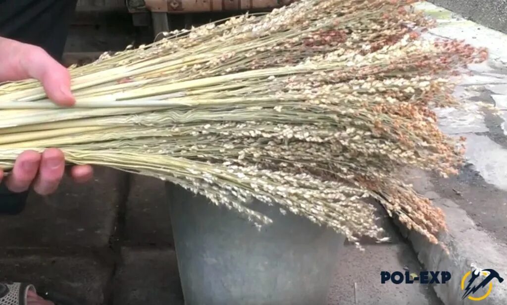 Что делают из сорго. Веники сорго просо. растение сорго для веников. сорго веник сорго трава. веник из проса.
