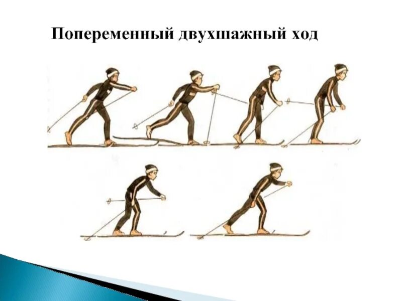 Попеременный двухшажный ход на лыжах состоит из. Попеременный двухшажный классический ход техника. Попеременный двухшажный ход 7 класс. Поперечный двухшажный ход на лыжах. :1)Техника попеременного двухшажного хода.