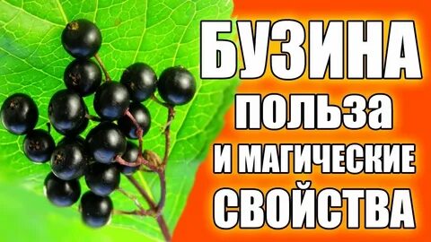 Черном польза и вред