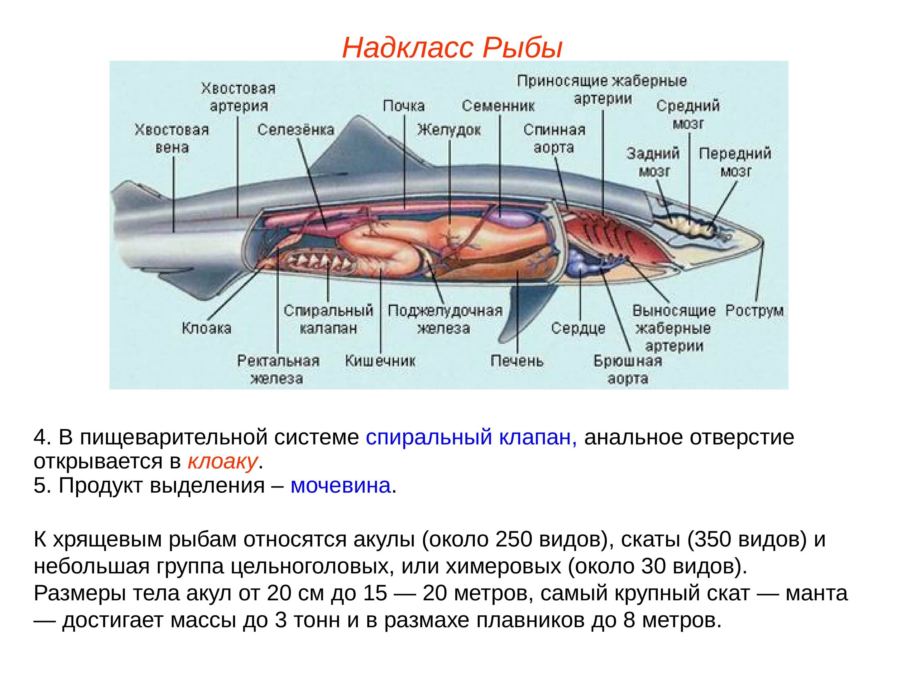 Мозг хрящевых рыб. Пищеварительная система хрящевых рыб. Надкласс рыбы пищеварительная система. Хрящевые рыбы системы органов. Спиралевидный клапан кишечника у рыб.