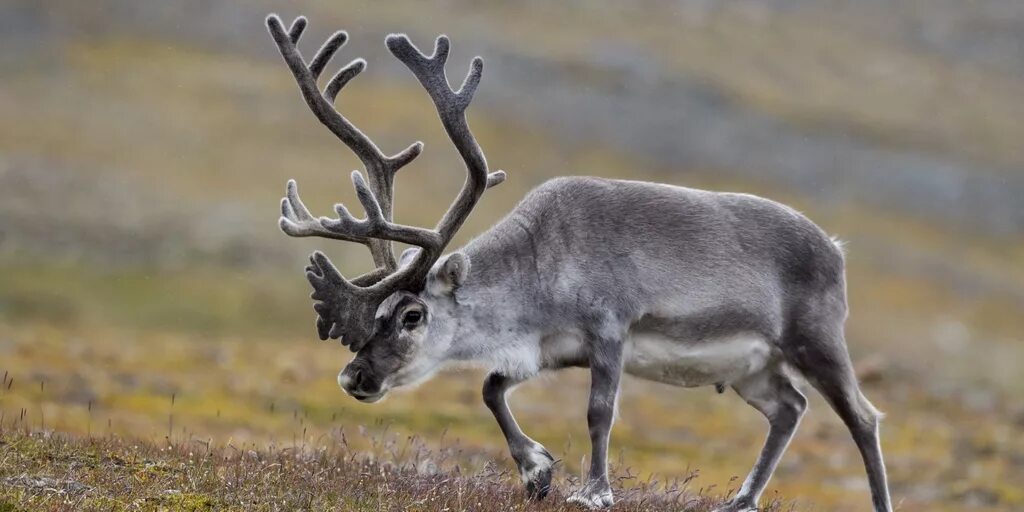 Северный олень мурманской области. Олень новоземельский хмао. Олень карибу северной америки. Северный олень новоземельский п/вид. Северный олень км ч.