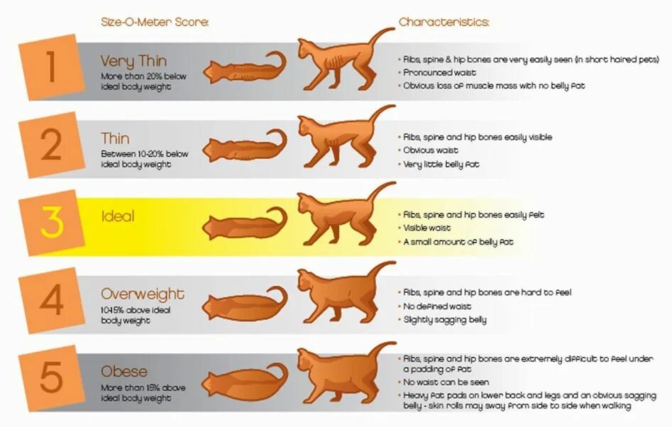Как понять что кот заболел. Степени ожирения котов. Степени ожирения у кошек. Таблица упитанности кошек. Таблица ожирения котов.