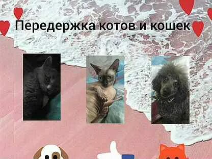 Авито передержка