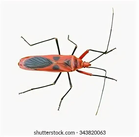 Red bug. Red bug